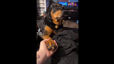 This Rottweiler dog reluctantly offers its paw to its human in this Instagram video. (Instagram/@pandarosee) This Rottweiler dog reluctantly offers its paw to its human in this Instagram video. (Instagram/@pandarosee)
