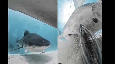 A screengrab of the video of a tiger shark swallowing a camera. (zimydakid/Instagram ) A screengrab of the video of a tiger shark swallowing a camera. (zimydakid/Instagram )