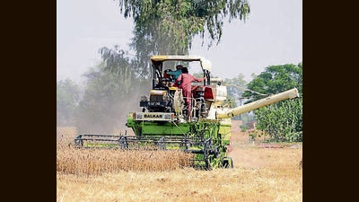 Highest wheat producer Punjab’s Sangrur sees lowest per hectare yield in last decade (HT) Highest wheat producer Punjab’s Sangrur sees lowest per hectare yield in last decade (HT)
