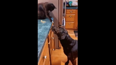 The cat can be seen ‘feeding’ the dog in this Reddit video. (Reddit/@raddism) The cat can be seen ‘feeding’ the dog in this Reddit video. (Reddit/@raddism)