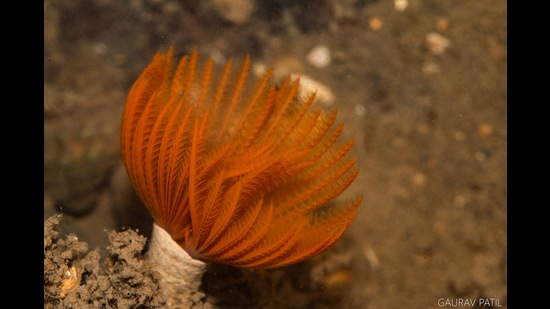 Marine Life of Mumbai, the flagship project of the Coastal Conservation Foundation (CCF), has been documenting marine life like the Sabellidae or feather duster worms on Mumbai’s shores for five years. (Photo courtesy Gaurav Patil)