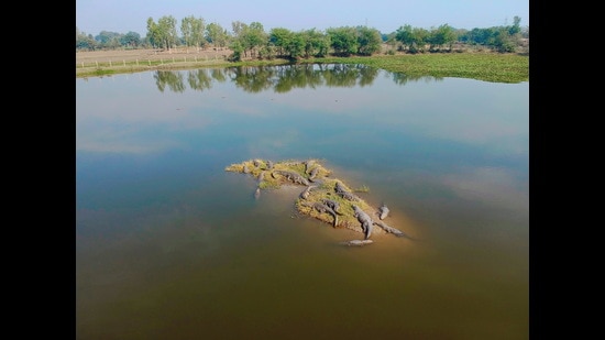 There are so many misconceptions, but crocodiles are peaceful, even shy, says conservation biologist Anirudhkumar Vasava, coordinator of the Charotar Crocodile Count project. (Photo courtesy Anirudhkumar Vasava)