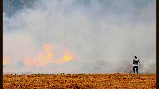 Ground-level inquiry into stubble burning incidents ordered by Moga district authorities (HT File)