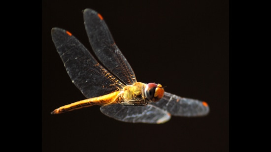 There are over 500 species of Odonata, a sub group of insects that include dragonflies and damselflies, hovering about across India. Pictured here is the Pantala Flavescens. (Photo courtesy Dattaprasad Sawant)