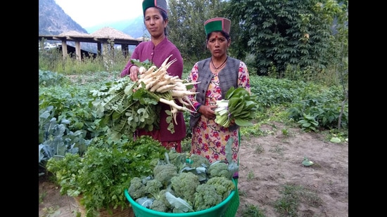The environment-friendly and sustainable techniques being adopted by the women of rural Himachal have helped improve their lives and livelihoods and they are now serving as inspiration for others. (HT Photo)