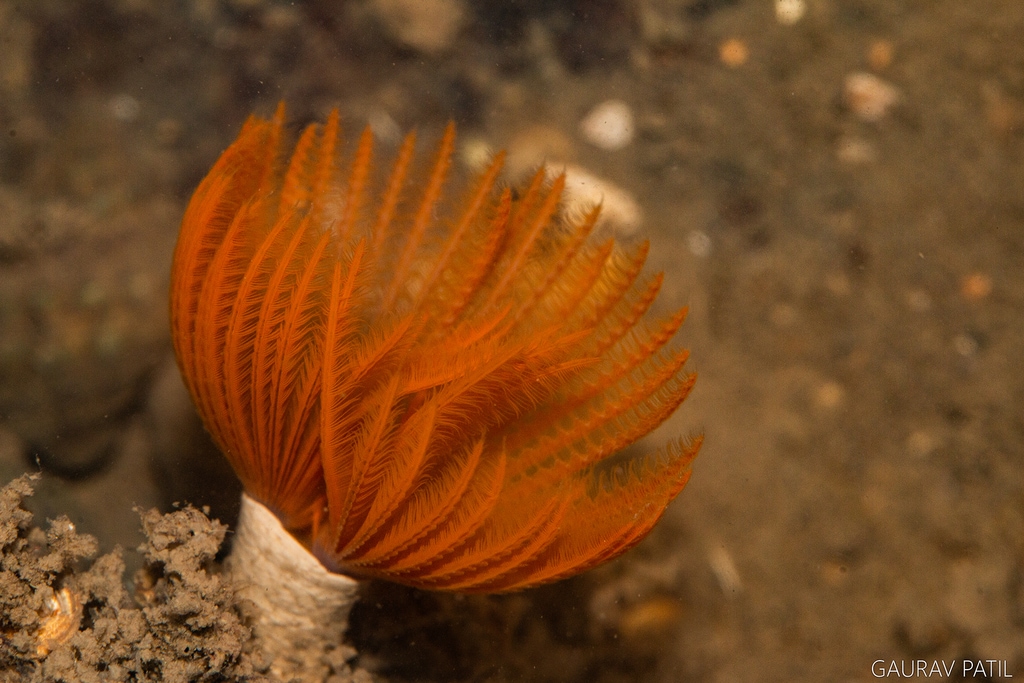 Marine Life of Mumbai, the flagship project of the Coastal Conservation Foundation (CCF), has been documenting marine life like the Sabellidae or feather duster worms on Mumbai’s shores for five years. (Photo courtesy Gaurav Patil) Marine Life of Mumbai, the flagship project of the Coastal Conservation Foundation (CCF), has been documenting marine life like the Sabellidae or feather duster worms on Mumbai’s shores for five years. (Photo courtesy Gaurav Patil)