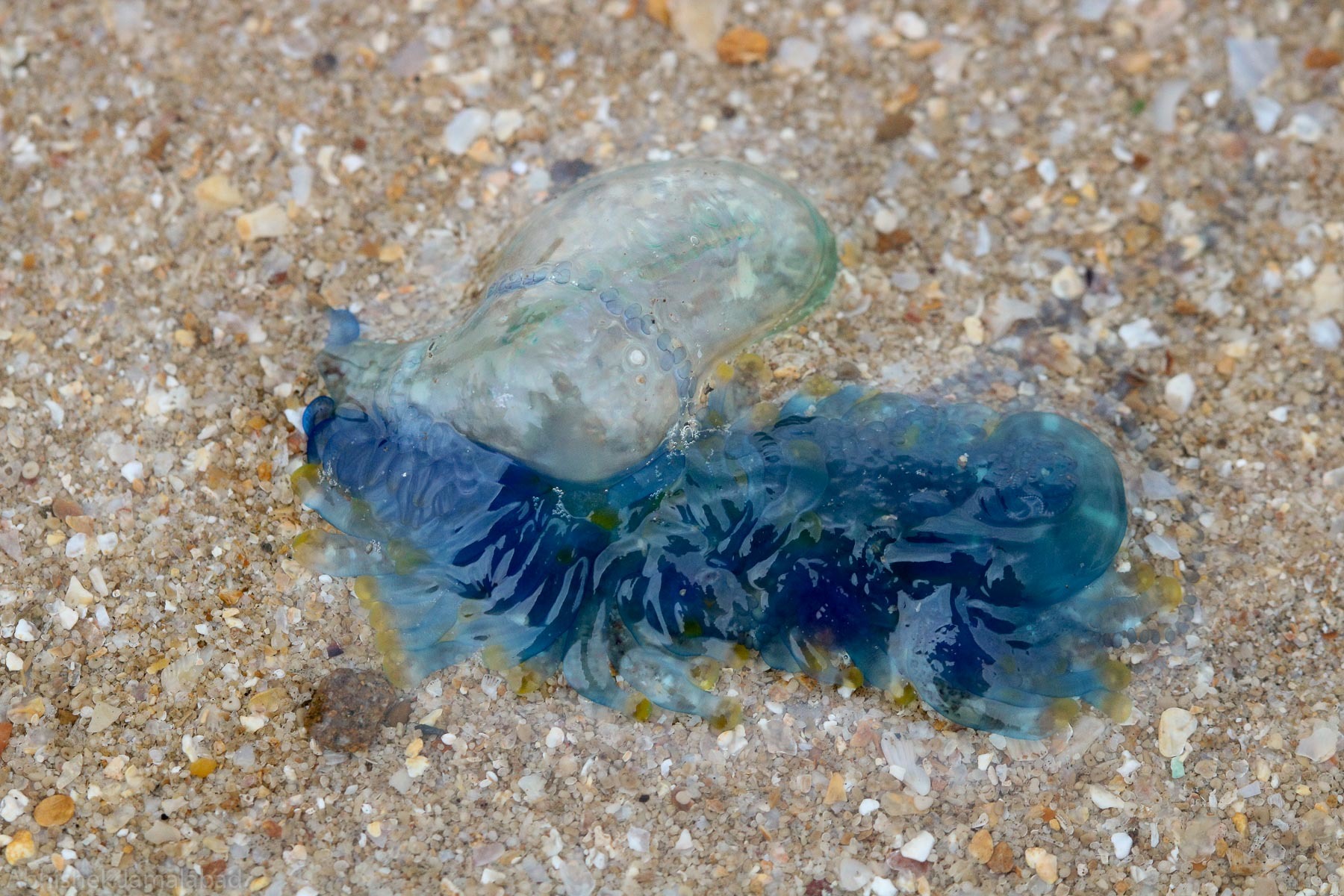 The Portuguese Man O’ War (Physalia physalis) a marine hydrozoan found in the Atlantic Ocean and the Indian Ocean. (Photo courtesy by Abhishek Jamalabad) The Portuguese Man O’ War (Physalia physalis) a marine hydrozoan found in the Atlantic Ocean and the Indian Ocean. (Photo courtesy by Abhishek Jamalabad)
