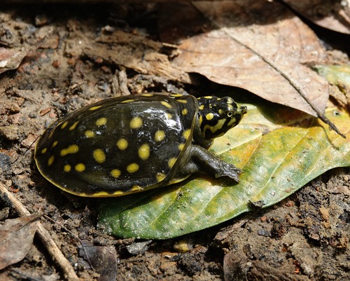 The Freshwater Turtles and Tortoises of India project encourages citizens to document sightings in a bid to protect these reptiles and their habitats. Above is the Indian Flapshell Turtle. (Photo courtesy Rejoice Gassah photo under CC by SA licence) The Freshwater Turtles and Tortoises of India project encourages citizens to document sightings in a bid to protect these reptiles and their habitats. Above is the Indian Flapshell Turtle. (Photo courtesy Rejoice Gassah photo under CC by SA licence)