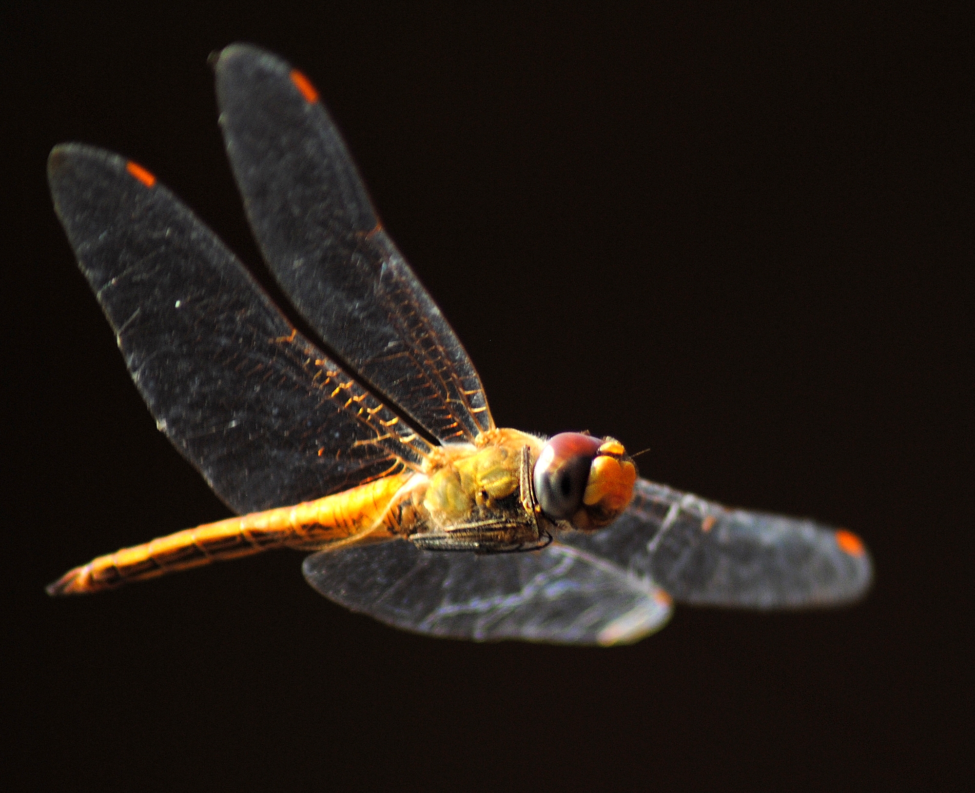 There are over 500 species of Odonata, a sub group of insects that include dragonflies and damselflies, hovering about across India. Pictured here is the Pantala Flavescens. (Photo courtesy Dattaprasad Sawant) There are over 500 species of Odonata, a sub group of insects that include dragonflies and damselflies, hovering about across India. Pictured here is the Pantala Flavescens. (Photo courtesy Dattaprasad Sawant)