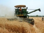 As the wheat-harvest season is under way, trends point to more sobering conclusions, which could upend the country’s export ambitions. (PTI) As the wheat-harvest season is under way, trends point to more sobering conclusions, which could upend the country’s export ambitions. (PTI)