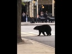 The black bear walks through a North Carolina neighbourhood in this Facebook video. (Facebook/@ashevillepolice)