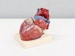 Women and low-income patients have higher mortality rates after heart surgery Women and low-income patients have higher mortality rates after heart surgery