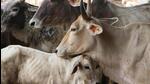 The farmer will get a total of <span class='webrupee'>₹</span>10,800 in a year for rearing ‘desi’ cow. (Representational Image)