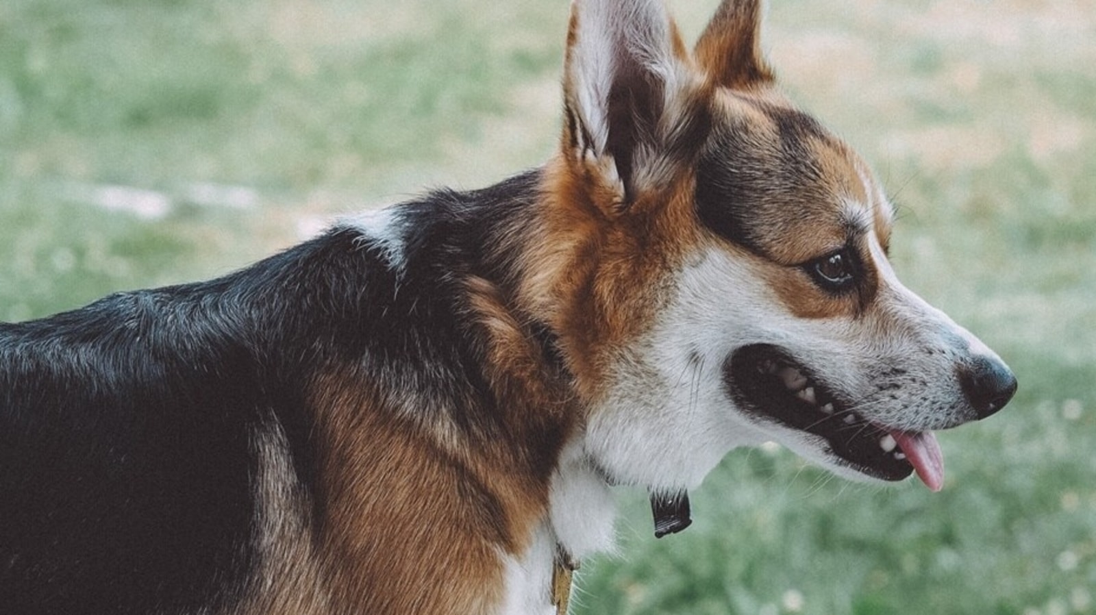 Corgi food clearance allergies