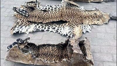 A joint team of police and wildlife officials recovered leopard skins during a raid at a house in Ludhiana. (HT Photo)