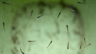 The state capital has been in the elimination phase since 2017 when the city’s Annual Parasite Index (API) went below one (HT Photo) The state capital has been in the elimination phase since 2017 when the city’s Annual Parasite Index (API) went below one (HT Photo)