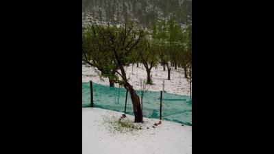 The massive hailstorm hit parts of Kupwara, Baramulla, Budgam and Ganderbal district of northern Kashmir. (HT Photo) The massive hailstorm hit parts of Kupwara, Baramulla, Budgam and Ganderbal district of northern Kashmir. (HT Photo)