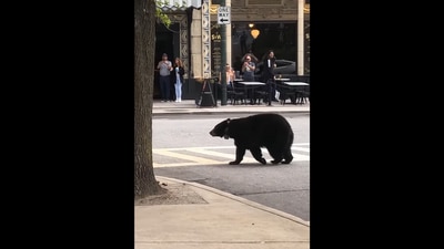 The black bear walks through a North Carolina neighbourhood in this Facebook video. (Facebook/@ashevillepolice) The black bear walks through a North Carolina neighbourhood in this Facebook video. (Facebook/@ashevillepolice)