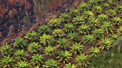 Indonesia’s decision to ban the exports of palm oil on April 22 has the potential of administering such a shock. Indonesia is the world’s biggest palm oil producer. (Representational image) (Reuters) Indonesia’s decision to ban the exports of palm oil on April 22 has the potential of administering such a shock. Indonesia is the world’s biggest palm oil producer. (Representational image) (Reuters)