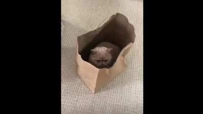 The cat sitting inside a paper bag in the Instagram video. (Instagram/@morris_the_persian_cat) The cat sitting inside a paper bag in the Instagram video. (Instagram/@morris_the_persian_cat)