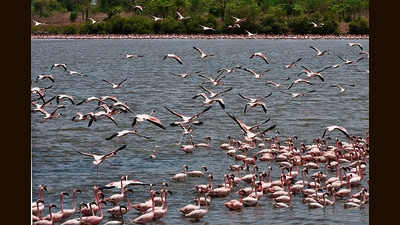 Flamingoes at a pond behind TS Chanakya, Nerul in Navi Mumbai (HT PHOTO) Flamingoes at a pond behind TS Chanakya, Nerul in Navi Mumbai (HT PHOTO)