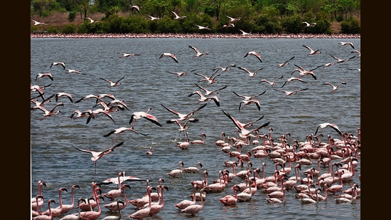 Flamingoes at a pond behind TS Chanakya, Nerul in Navi Mumbai (HT PHOTO)