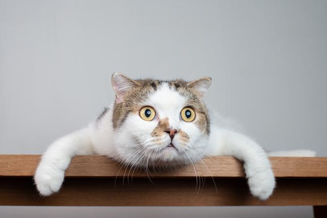 The author’s other cats watching General (Shutterstock)