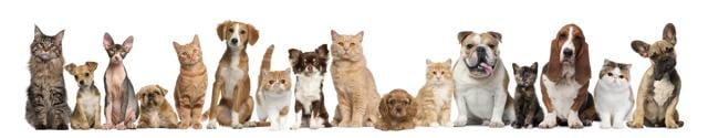 The menagerie’s all agog about the journey! (Shutterstock)