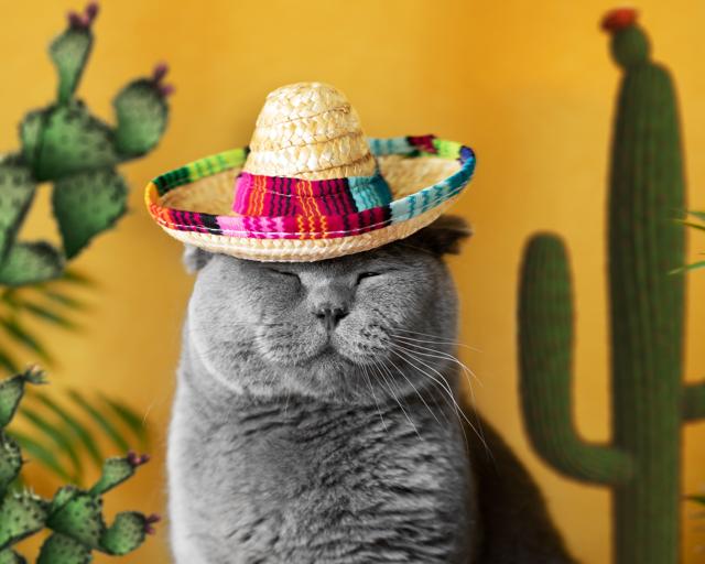 Hola! to the well-travelled cat. (Shutterstock)