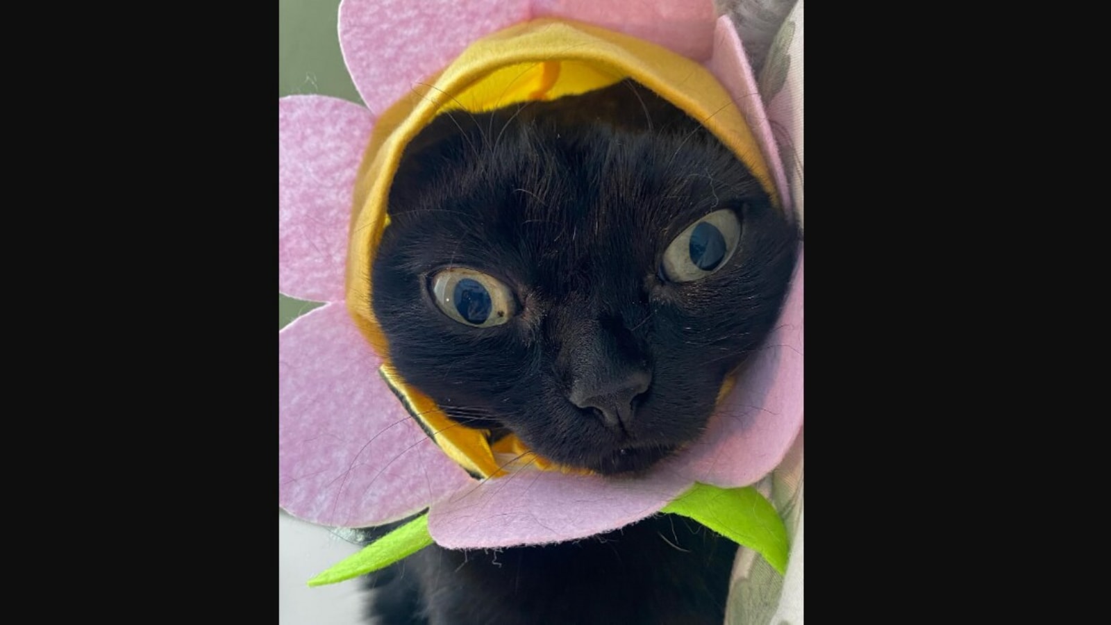 City the kitty my cat best sale from hell