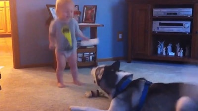 The baby and a Husky dog ‘talking’ to each other in this Reddit video. (Reddit/@kuroi_sny) The baby and a Husky dog ‘talking’ to each other in this Reddit video. (Reddit/@kuroi_sny)