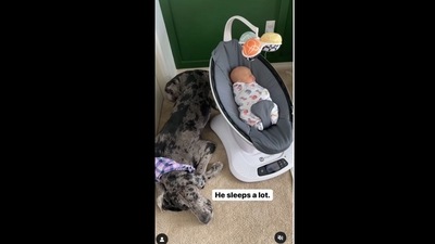 A screengrab of the video of a dog babysitting its human's baby. (the_oakie_dokie/Instagram) A screengrab of the video of a dog babysitting its human's baby. (the_oakie_dokie/Instagram)