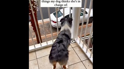 The image, taken from the hilariously adorable Instagram video, shows the things the dog thinks she is in charge of. (Instagram/@leuleu_theblue)