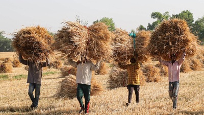 India, the world’s second-largest grower of the staple, wants to fill a large gap in global wheat supplies caused by the Ukraine war, as it is one of the few countries to hold surplus stocks. (Representational image) (PTI) India, the world’s second-largest grower of the staple, wants to fill a large gap in global wheat supplies caused by the Ukraine war, as it is one of the few countries to hold surplus stocks. (Representational image) (PTI)