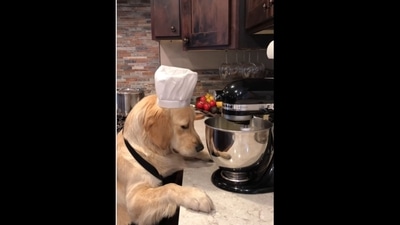 The dog loves to bake and cook different dishes for its human. (cookingwithbadger/Instagram ) The dog loves to bake and cook different dishes for its human. (cookingwithbadger/Instagram )