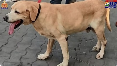 The image, taken from the Twitter video, shows the sniffer dog named Vicon who was a part of the UP Police force. (Twitter/@Uppolice)