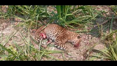 The leopard was killed by angry villagers in Kathautiya village (HT Photo) The leopard was killed by angry villagers in Kathautiya village (HT Photo)