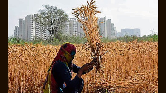 After farmers, now commission agents and labourers are worried due to low wheat arrivals at procurement centres in Haryana. (HT PHOTO)
