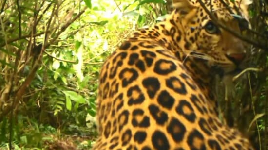 The image, taken from the Twitte video, shows the &nbsp;mama leopard who later took her cubs to a safe location.(Twitter/@ParveenKaswan)