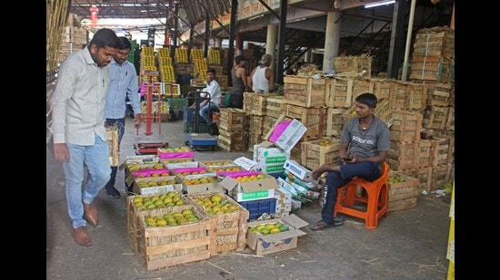 Mangoes arrived in large number at Market Yard, on Wednesday. (Ravindra Joshi/HT PHOTO)
