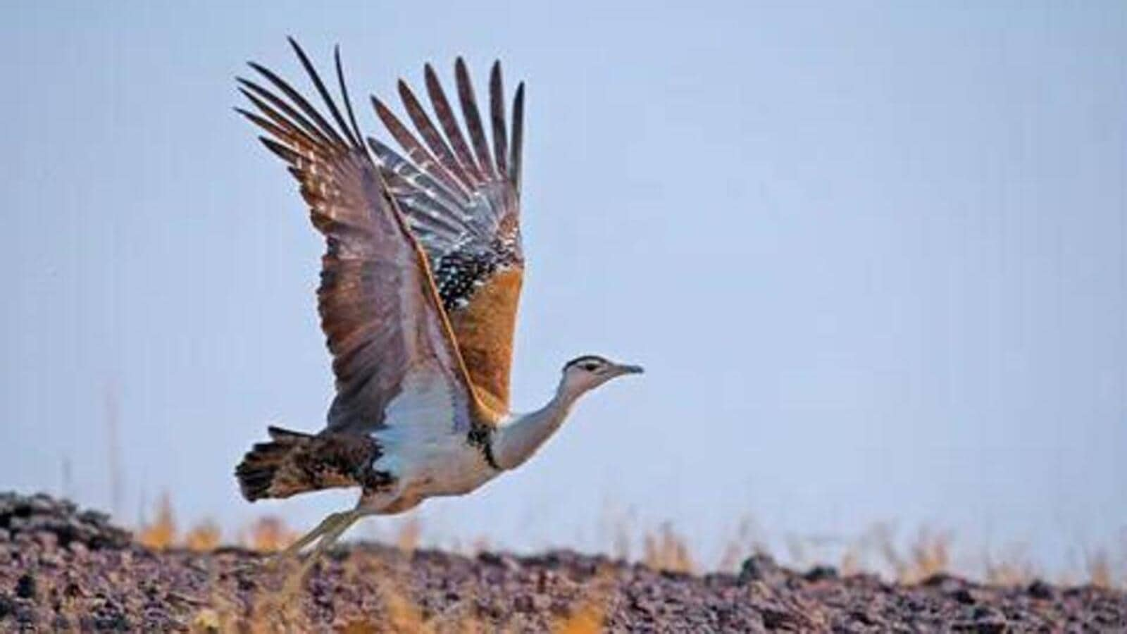 Gujarat energy dept proposes translocation of 4 female Great Indian Bustards