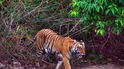 A tiger in the forest of Corbett Tiger Reserve. (HT File photo) A tiger in the forest of Corbett Tiger Reserve. (HT File photo)