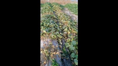 The vegetable production has been affected considerably by the extra-long spell of heatwave in March and April (HT Photo) The vegetable production has been affected considerably by the extra-long spell of heatwave in March and April (HT Photo)