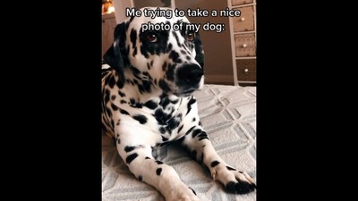 This image from Reddit video shows the dog whose ‘nice’ picture its human was trying to capture. (Reddit/@dogememes_dinoruby)