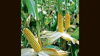 According to the information, farmers have sown maize on more than 40,000 hectares or about 98,000 acres (it is still being sown in pockets of Malwa) whereas it was nearly 32,000 hectares across Punjab in 2021-22. The increase in area under water-guzzling spring or summer maize that left farm experts worried. (HT File Photo) According to the information, farmers have sown maize on more than 40,000 hectares or about 98,000 acres (it is still being sown in pockets of Malwa) whereas it was nearly 32,000 hectares across Punjab in 2021-22. The increase in area under water-guzzling spring or summer maize that left farm experts worried. (HT File Photo)