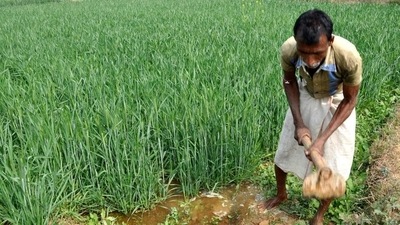 The substantial increase in subsidy will help compensate fertiliser companies for selling their products to farmers at lower-than-market prices. (Bijay/Hindustan Times representative image)