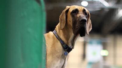 Traits such as aggression and excitability of dogs did not seem to be dependent on breed, the study (REUTERS)