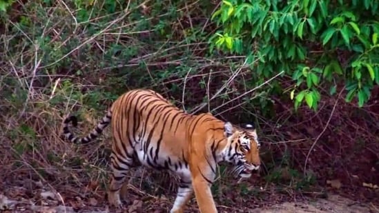 A tiger in the forest of Corbett Tiger Reserve. (HT File photo)