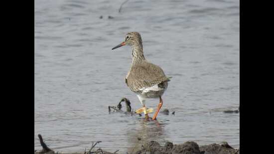 Colour-coded plastic bands are used to study the sighting of migratory birds (Alexey Ebel)