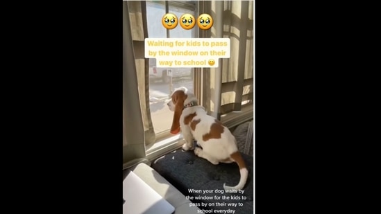 The dog waits by the window every day to meet the kids going to school and it is heartwarming to watch.&nbsp;(delightfulnews/Instagram)